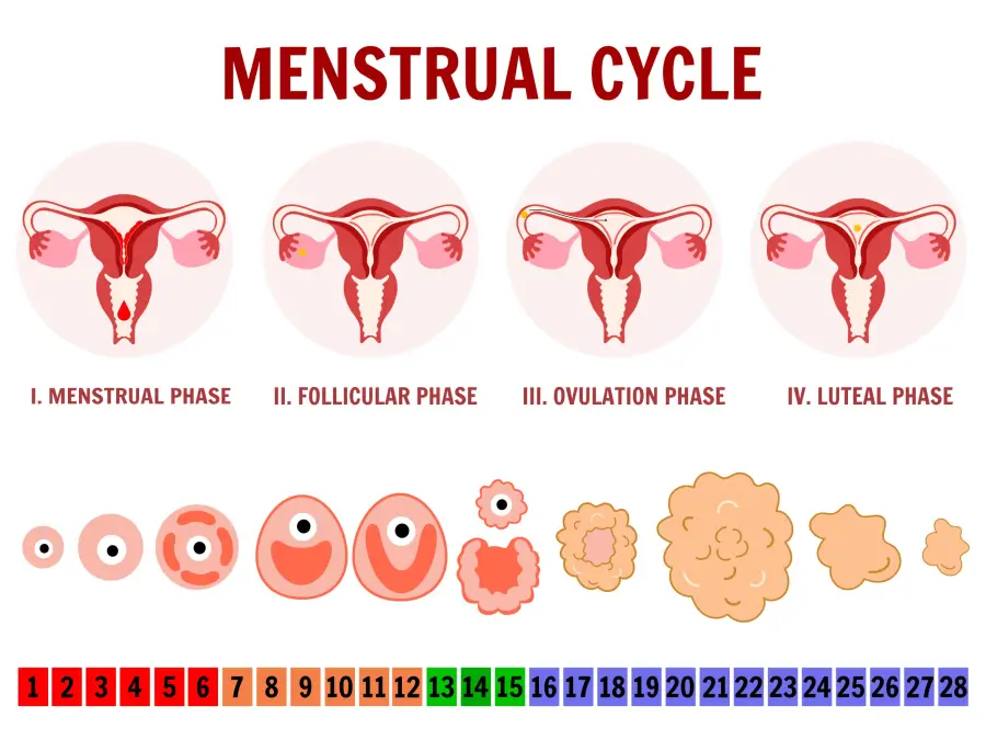 CICLO DE LA MUJER